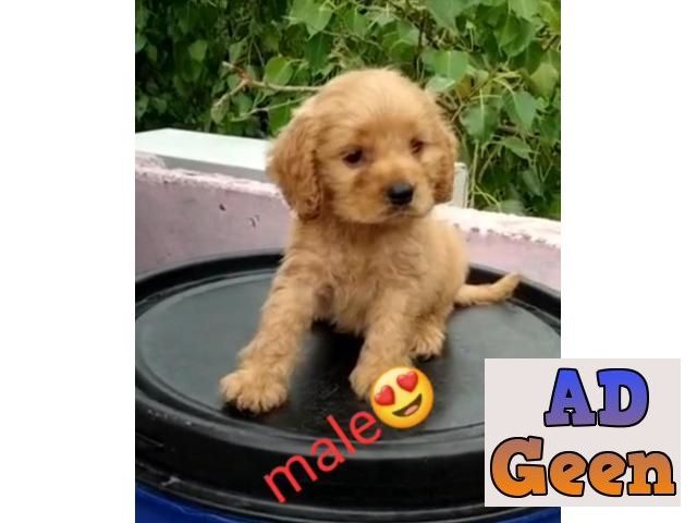 used Cocker spaniel for sale 